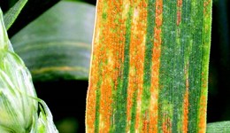 How to monitor crop development and disease